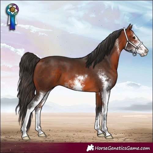 Horse Color:Bay Sabino