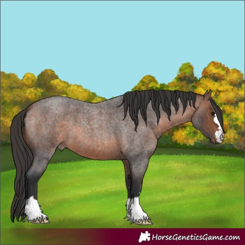 Horse Color:Unknown 