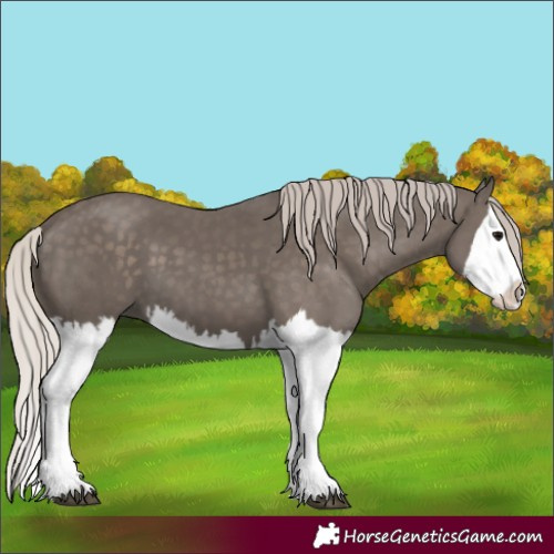 Horse Color:Silver Black Splash 