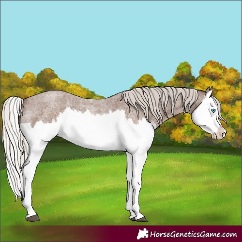 Horse Color:Silver Blue Roan Splash