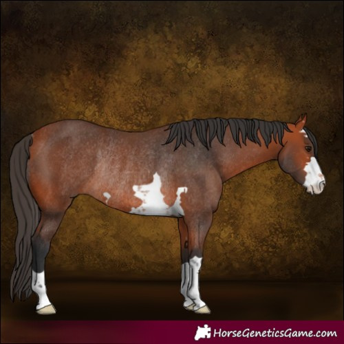 Horse Color:Bay Rabicano 