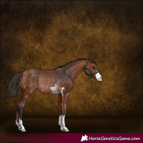 Horse Color:Bay Rabicano 