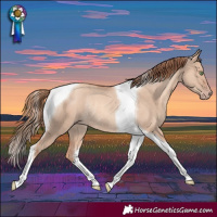 Horse Color:Gold Champagne Dun Tobiano Rabicano 