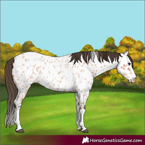 Horse Color:Bay Roan Splash Appaloosa 