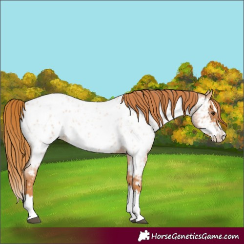 Horse Color:Red Roan Splash Appaloosa 
