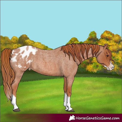 Horse Color:Red Roan Splash Appaloosa