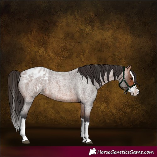 Horse Color:Unknown 