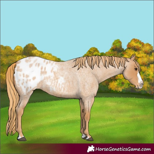 Horse Color:Unknown 