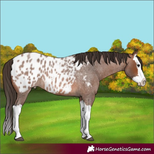 Horse Color:Bay Roan Splash Appaloosa 