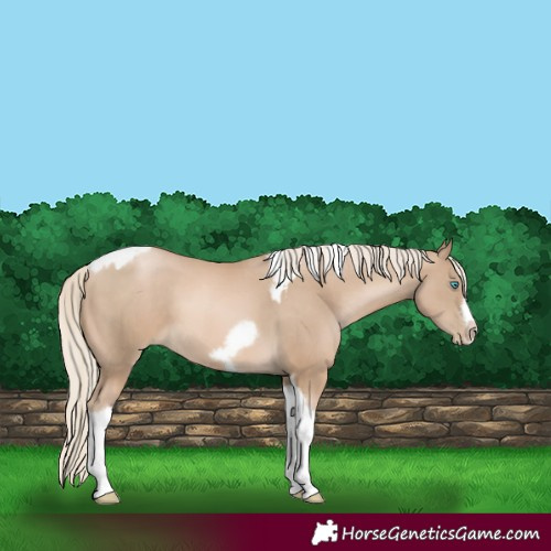 Horse Color:Chocolate Palomino Pearl Tobiano Frame  and Chocolate Palomino Pearl Tobiano Frame 