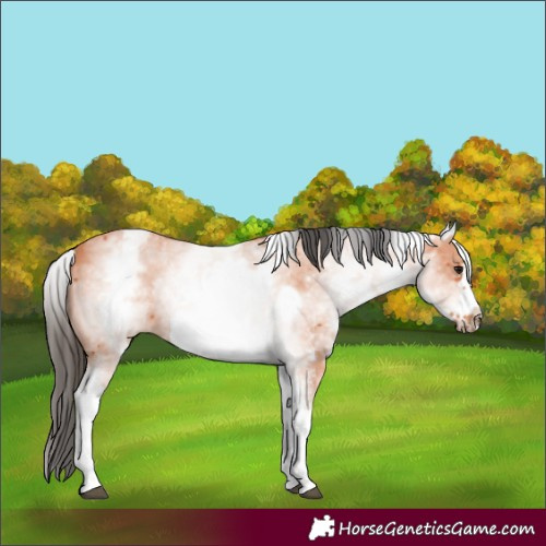 Horse Color:White Spotted Bay Sabino Frame