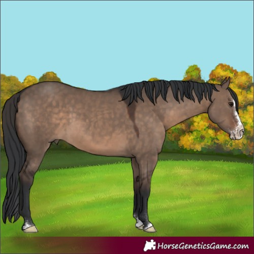 Horse Color:Brown Dun Sabino Splash Rabicano