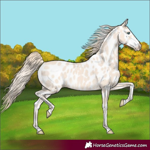 Horse Color:Perlino Leopard