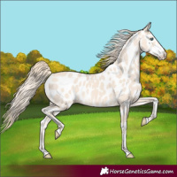 Horse Color:Perlino Leopard
