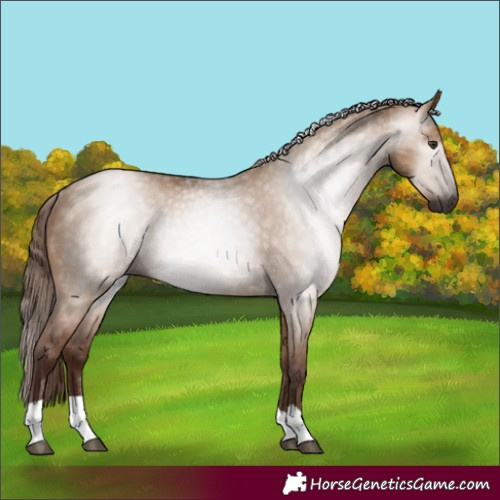Horse Color:Gray Red Dun Rabicano