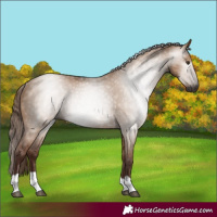Horse Color:Gray Red Dun Rabicano 