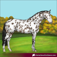 Horse Color:Gray Bay Dun Sabino Appaloosa Rabicano