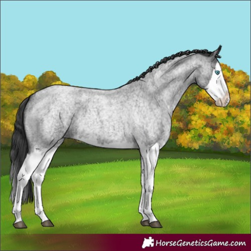 Horse Color:Blue Roan Splash