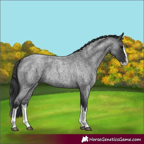 Horse Color:Blue Roan Splash