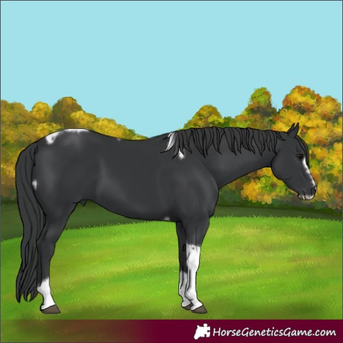 Horse Color:Black Tobiano Frame