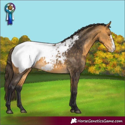 Horse Color:Buckskin Sabino Appaloosa 