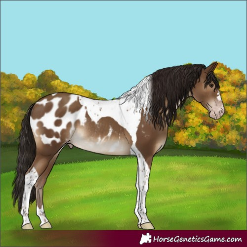Horse Color:Gray Classic Champagne Tobiano Appaloosa Rabicano 