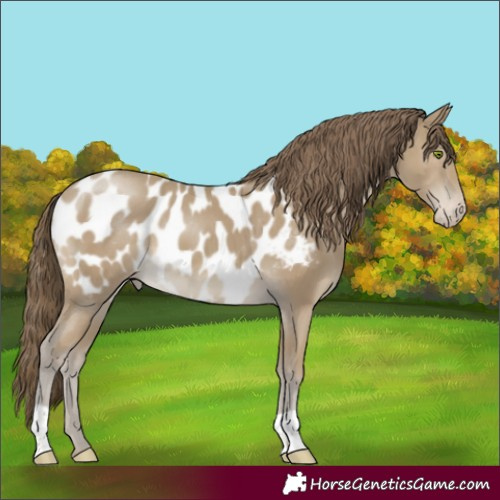 Horse Color:Classic Cream Champagne Appaloosa 