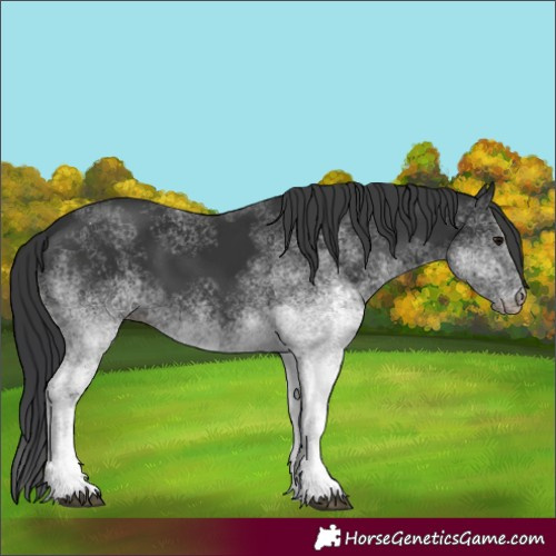 Horse Color:White Spotted Black