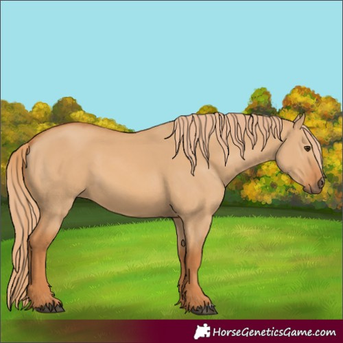 Horse Color:Red Dun