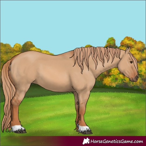 Horse Color:Red Dun 