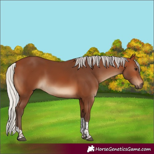 Horse Color:Silver Brown Tobiano Rabicano 