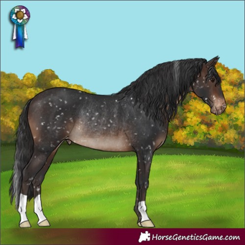 Horse Color:Brown Appaloosa Rabicano 