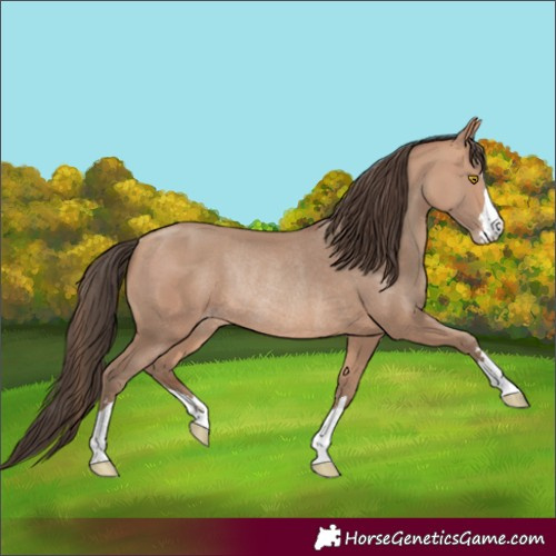 Horse Color:Amber Champagne Rabicano 