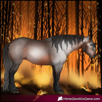 Horse Color:Gray Bay 