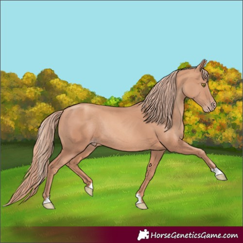 Horse Color:Gold Champagne Rabicano 