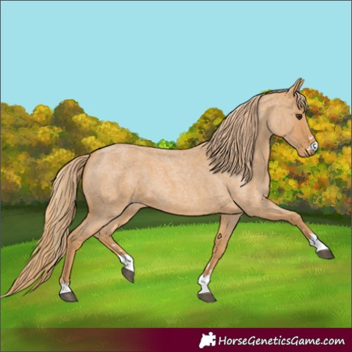 Horse Color:Red Roan 