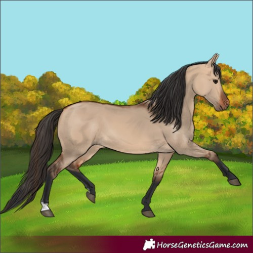 Horse Color:Bay Dun