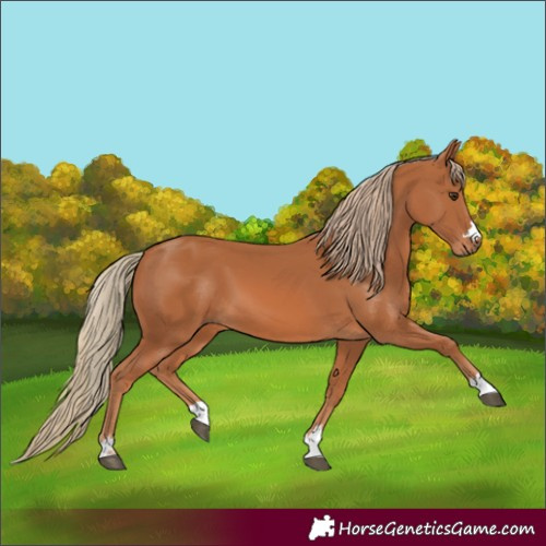 Horse Color:Chestnut 
