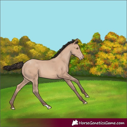 Horse Color:Amber Champagne Rabicano 