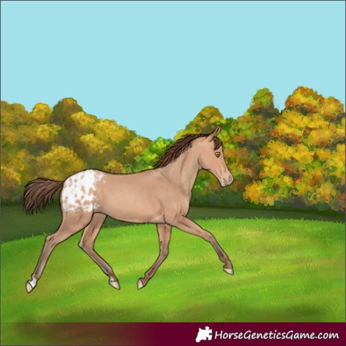 Horse Color:Amber Champagne Appaloosa 