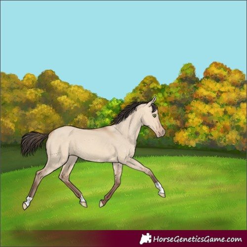 Horse Color:Amber Champagne Dun 