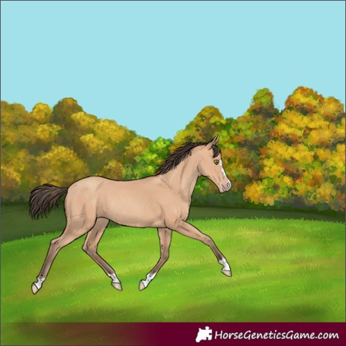 Horse Color:Amber Champagne Rabicano 