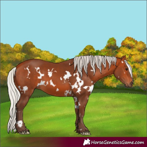 Horse Color:White Spotted Silver Bay