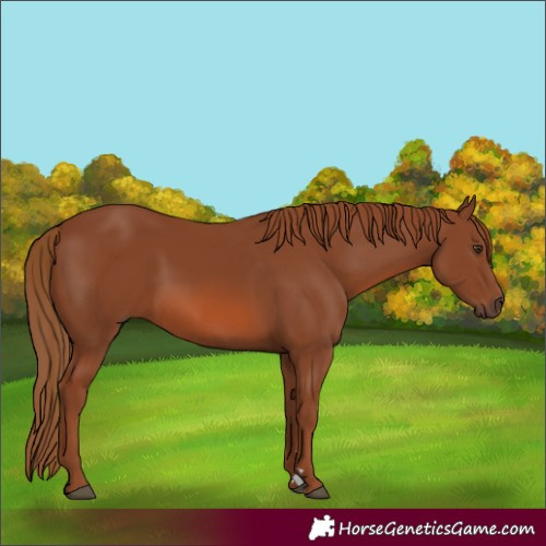 Horse Color:Chestnut 