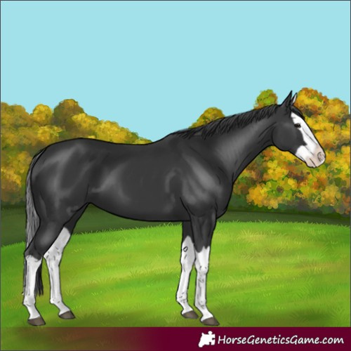 Horse Color:Black Splash 