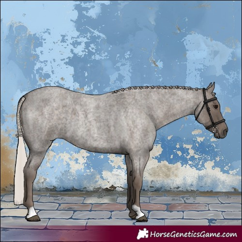 Horse Color:Silver Blue Roan 