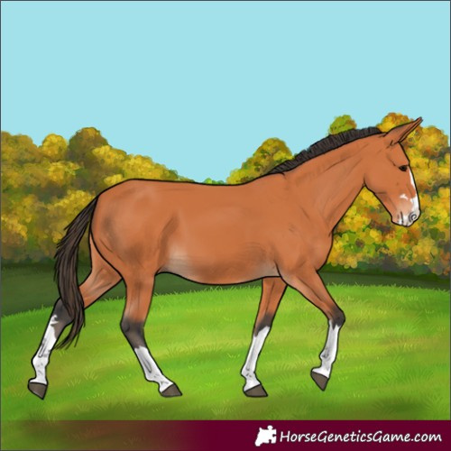 Horse Color:Bay Splash 