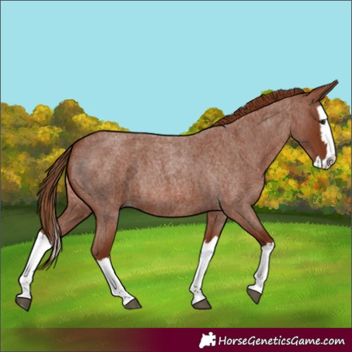 Horse Color:Red Roan Splash 