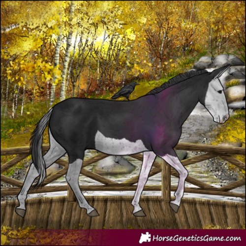 Horse Color:Black Splash