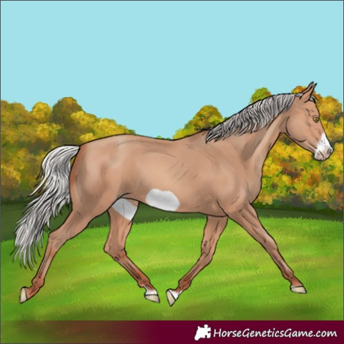 Horse Color:Silver Amber Champagne Frame